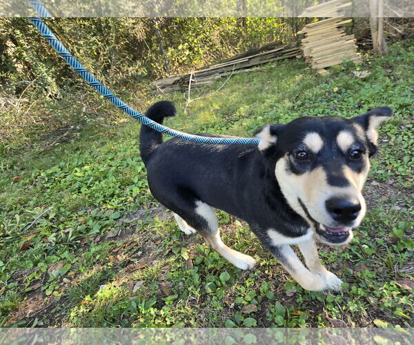 Medium Photo #2 Siberian Husky-Unknown Mix Puppy For Sale in Jackson, MS, USA