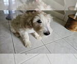 Small #3 Goldendoodle