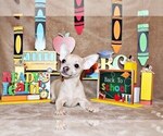Small #2 Chihuahua