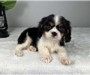 Cavalier King Charles Spaniel Puppy for sale in FRANKLIN, IN, USA