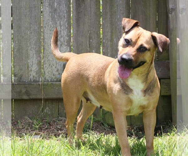 Medium Photo #1 Mutt Puppy For Sale in Jackson, MS, USA