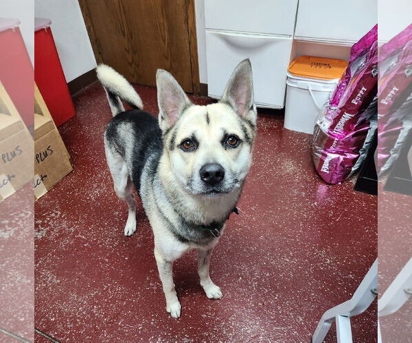Medium Photo #7 Siberian Husky-Unknown Mix Puppy For Sale in Fargo, ND, USA