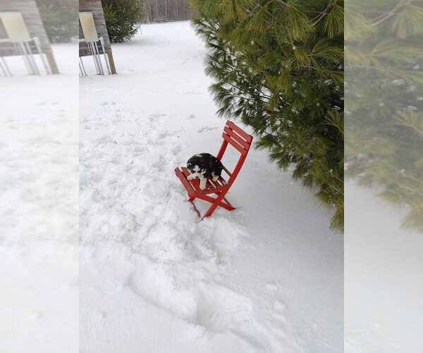 Medium Photo #13 Siberian Husky Puppy For Sale in AUBURN, NY, USA