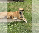 Small #1 Mutt