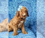 Small Photo #6 Irish Doodle Puppy For Sale in PORT DEPOSIT, MD, USA