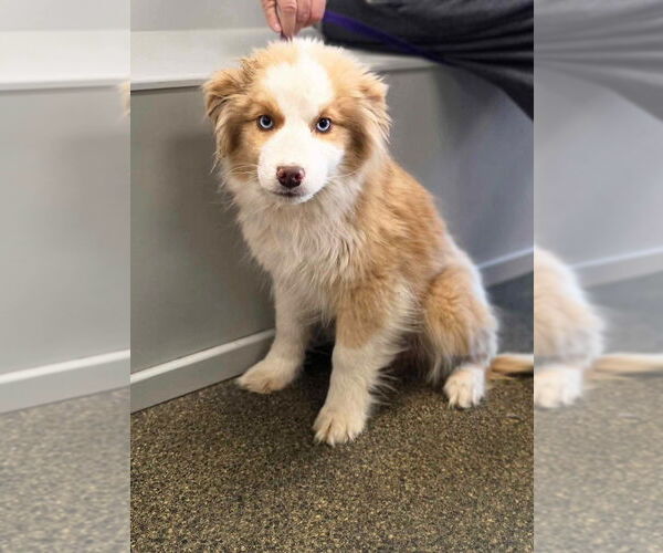 Medium Photo #1 Australian Shepherd Puppy For Sale in Osgood, IN, USA