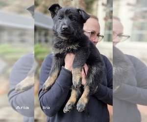 Medium German Shepherd Dog