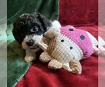 Small #11 Goldendoodle mix (+ Poodle Miniature)