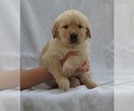 Small Photo #3 Golden Retriever Puppy For Sale in MECHANICSVILLE, MD, USA