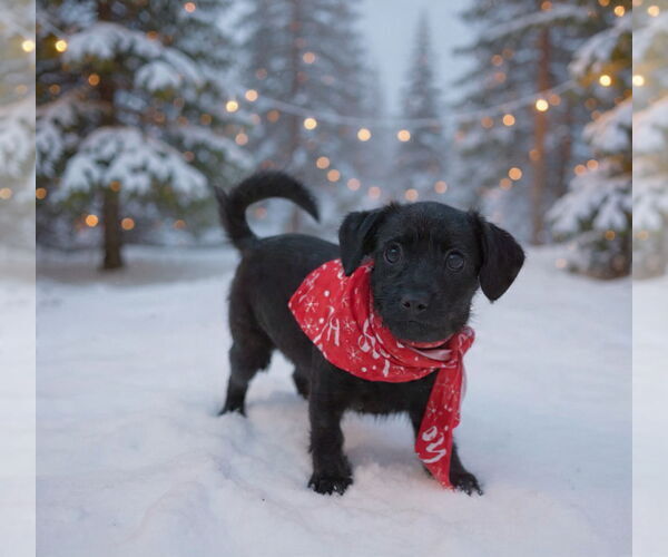 Medium Photo #1 Toxirn Puppy For Sale in Phoenix, AZ, USA