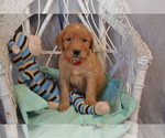 Puppy 1 Golden Retriever
