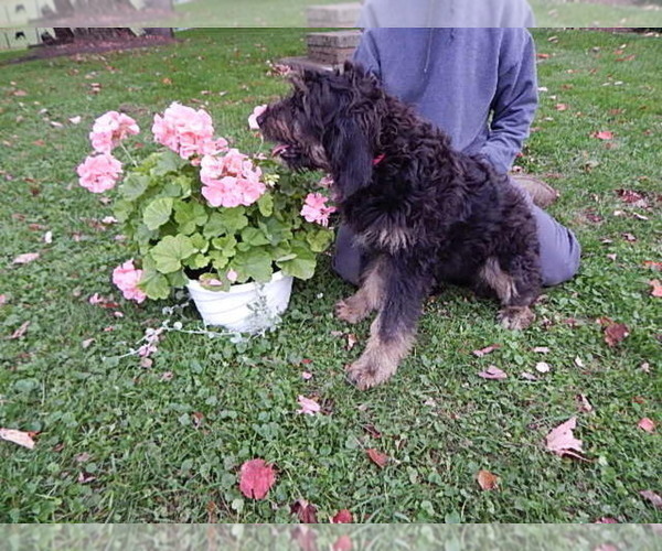 Medium Photo #7 Bernedoodle-Golden Retriever Mix Puppy For Sale in HOLMESVILLE, OH, USA