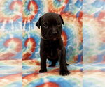 Small #2 Labrador Retriever Mix