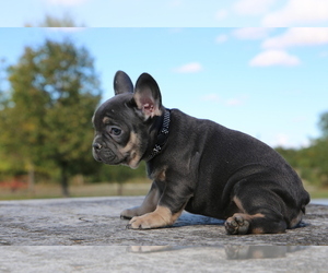 French Bulldog Puppy for sale in ERIAL, NJ, USA