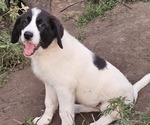 Puppy Puppy 6 Anatolian Shepherd-Karakachan Mix