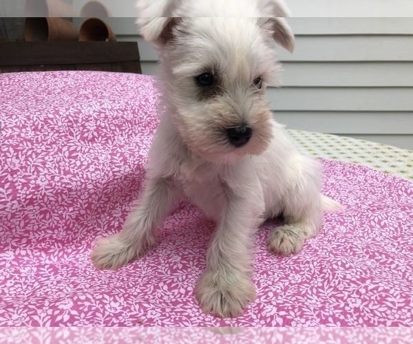 Medium Photo #3 Schnauzer (Miniature) Puppy For Sale in GOSHEN, IN, USA