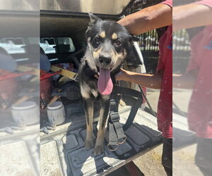 Siberian Husky-Unknown Mix Dogs for adoption in Stockton, CA, USA