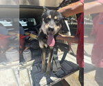 Small Siberian Husky Mix