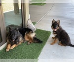 Small #14 German Shepherd Dog