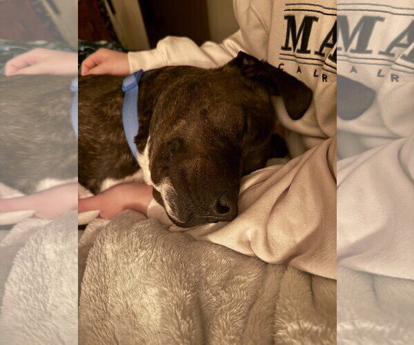 Medium Photo #4 Mutt Puppy For Sale in Farmington, MN, USA