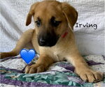Small #1 Mutt