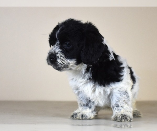 Medium Photo #10 Cock-A-Tzu Puppy For Sale in SAN DIEGO, CA, USA