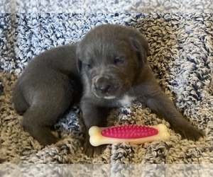 Cane Corso Puppy for Sale in POLAND, Ohio USA
