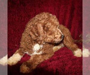Father of the Goldendoodle (Miniature) puppies born on 10/01/2022