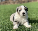 Small Photo #2 Australian Shepherd Puppy For Sale in TERREBONNE, OR, USA
