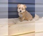 Small #2 Morkie