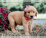 Small #2 Golden Retriever