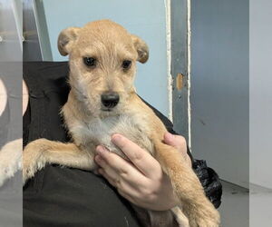 Mutt Dogs for adoption in Chico, CA, USA