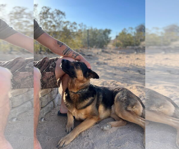 Medium Photo #2 German Shepherd Dog-Unknown Mix Puppy For Sale in Dana Point, CA, USA