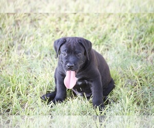 Cane Corso Puppy for sale in PHOENIX, AZ, USA