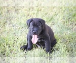 Small Photo #1 Cane Corso Puppy For Sale in PHOENIX, AZ, USA