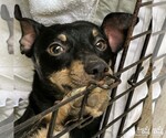 Small #2 Chihuahua Mix