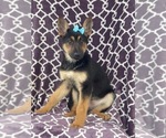 Small Photo #9 German Shepherd Dog Puppy For Sale in LAKELAND, FL, USA