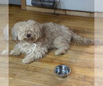Small #3 Havanese Mix