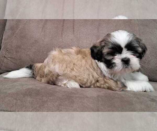 Medium Photo #2 Shih Tzu Puppy For Sale in BERRYVILLE, VA, USA