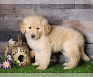 Golden Retriever Puppy for sale in FREDERICKSBG, OH, USA