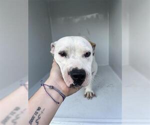 Rat Terrier-Unknown Mix Dogs for adoption in Houston, TX, USA