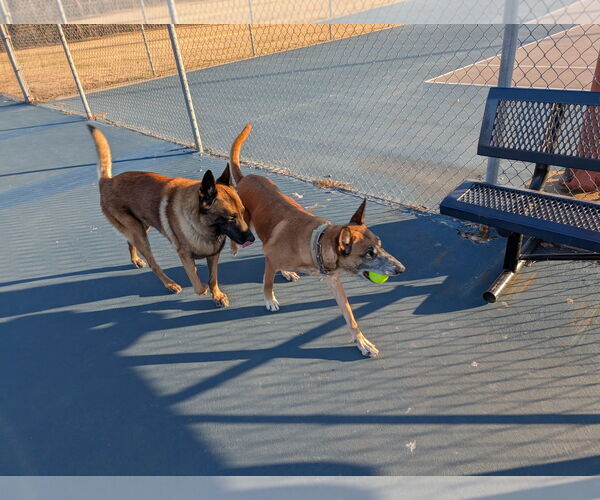 Medium Photo #6 Mutt Puppy For Sale in Stevens Point, WI, USA