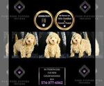 Small Photo #122 Goldendoodle (Miniature) Puppy For Sale in WARSAW, IN, USA