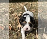 Puppy Fannie Mae Cavachon-Cavalier King Charles Spaniel Mix