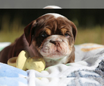 Small Photo #1 Bulldog Puppy For Sale in MONUMENT, CO, USA