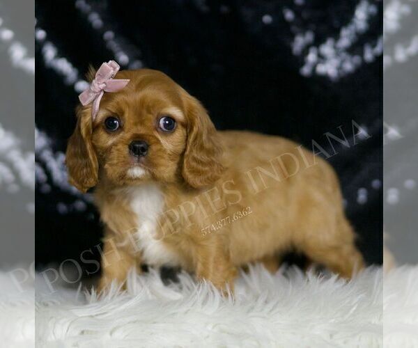 Medium Photo #2 Cavalier King Charles Spaniel Puppy For Sale in WARSAW, IN, USA