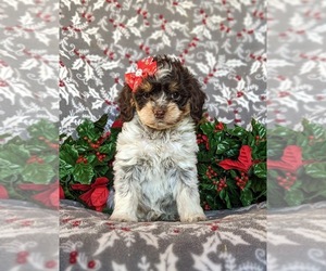 Cockapoo Puppy for sale in NOTTINGHAM, PA, USA