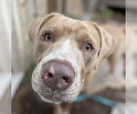 Small #3 American Pit Bull Terrier-Golden Retriever Mix