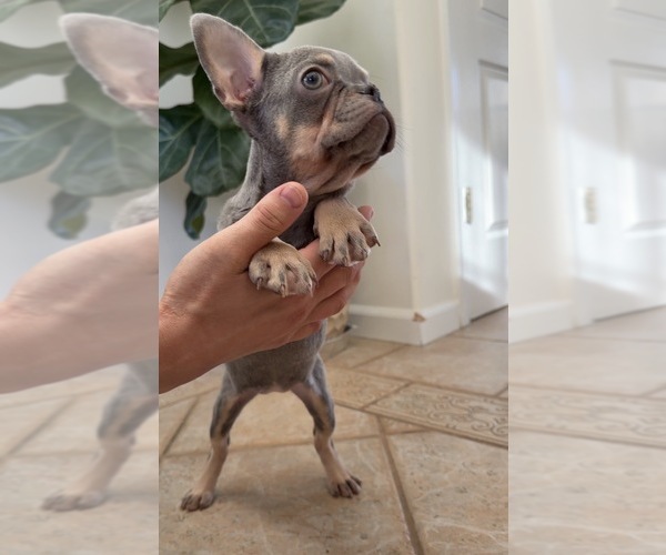 Medium Photo #4 French Bulldog Puppy For Sale in BROOKLYN, NY, USA
