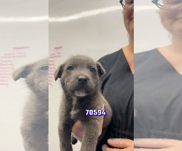 Medium Photo #7 Chesapeake Bay Retriever-Unknown Mix Puppy For Sale in Chico, CA, USA
